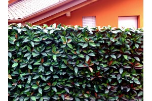 Photinia artificiale