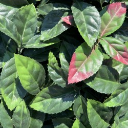 Photinia artificiale
