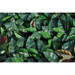 Photinia artificiale